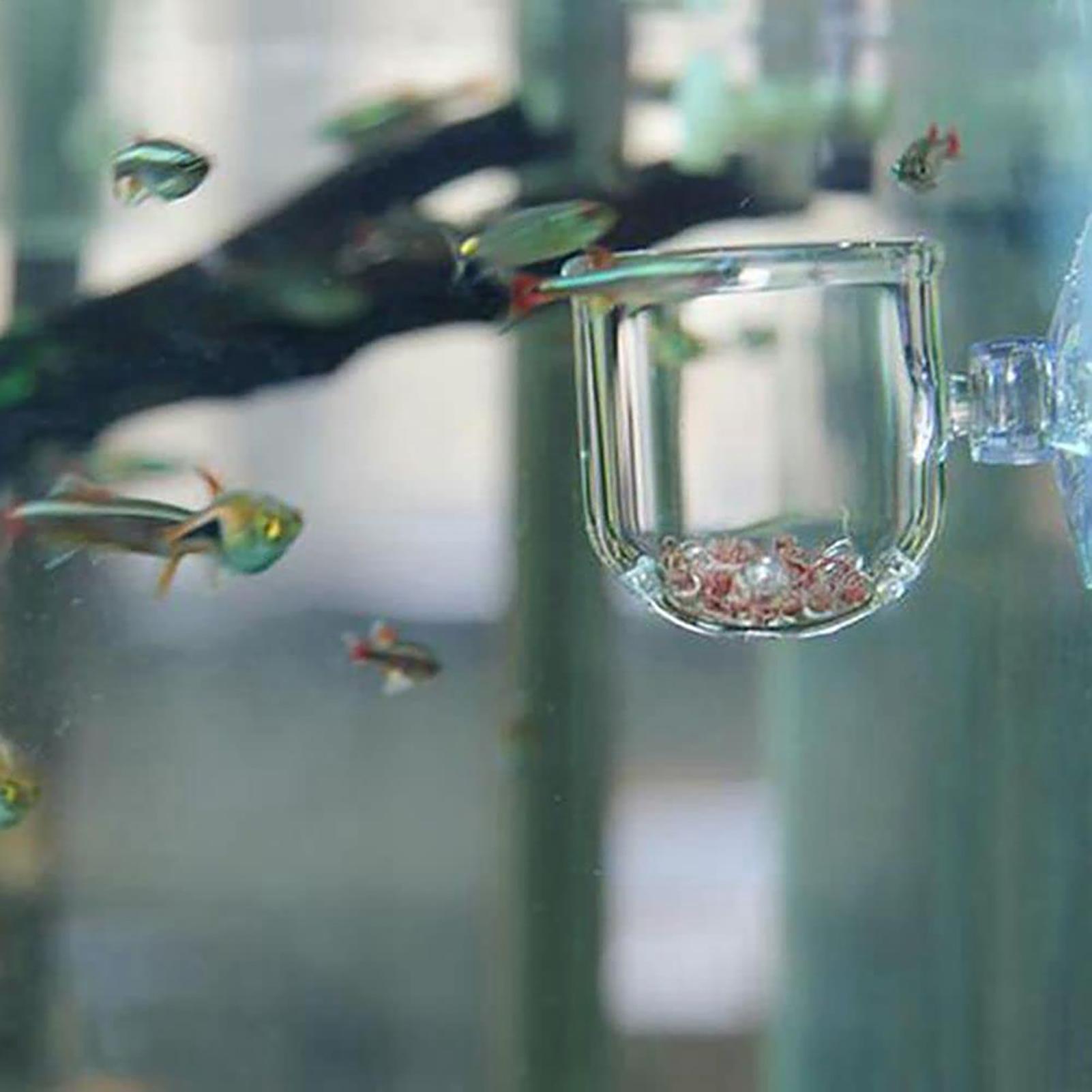 Cylinder szklany z przyssawkam – Aquarium Plant Seeds recenzja i cena
