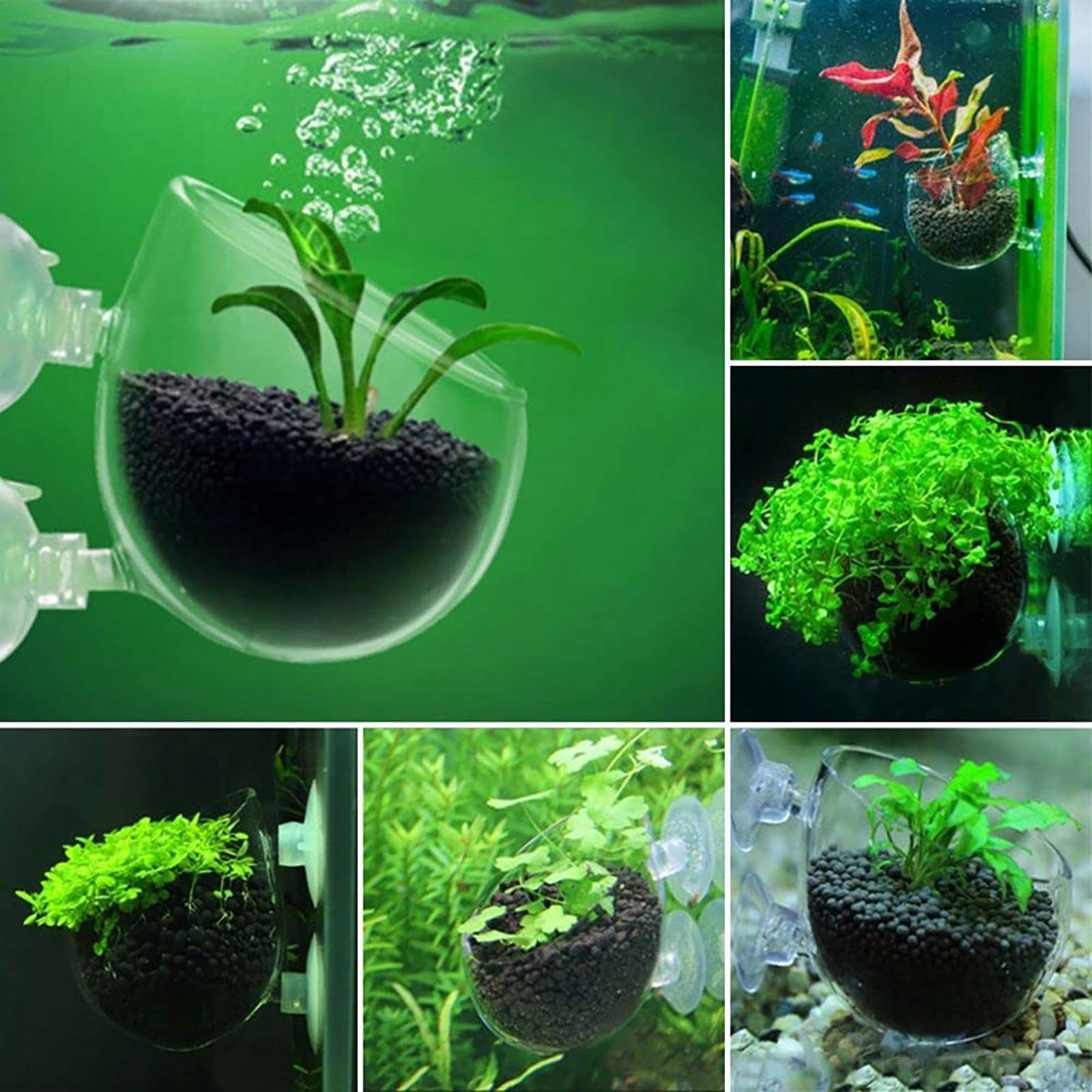 Cylinder szklany z przyssawkam – Aquarium Plant Seeds recenzja i cena
