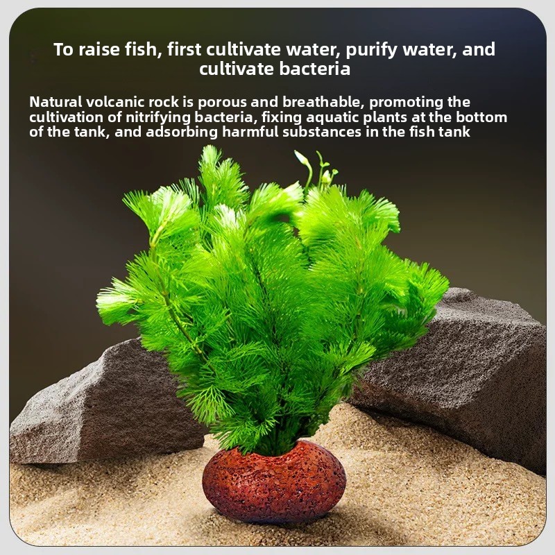 Akwarium z skał wulkanicznych, – Planted Aquarium Care recenzja i cena