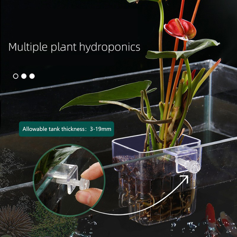 1Pc Akwarium Hydroponiczny Kos – Aquarium Plant Seeds recenzja i cena