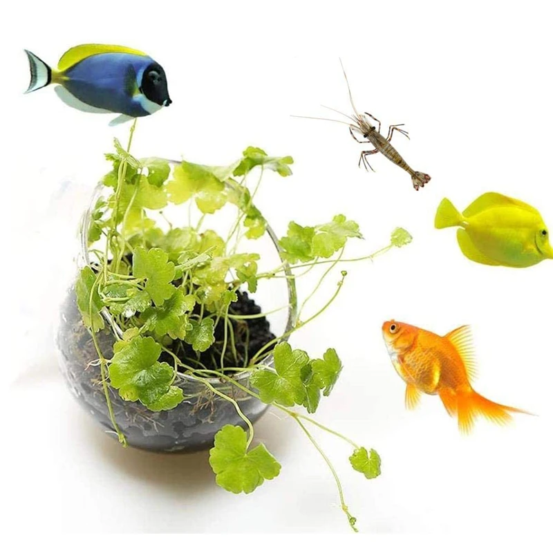 Nowy szklany cylinder do upraw – Aquarium Plant Seeds recenzja i cena