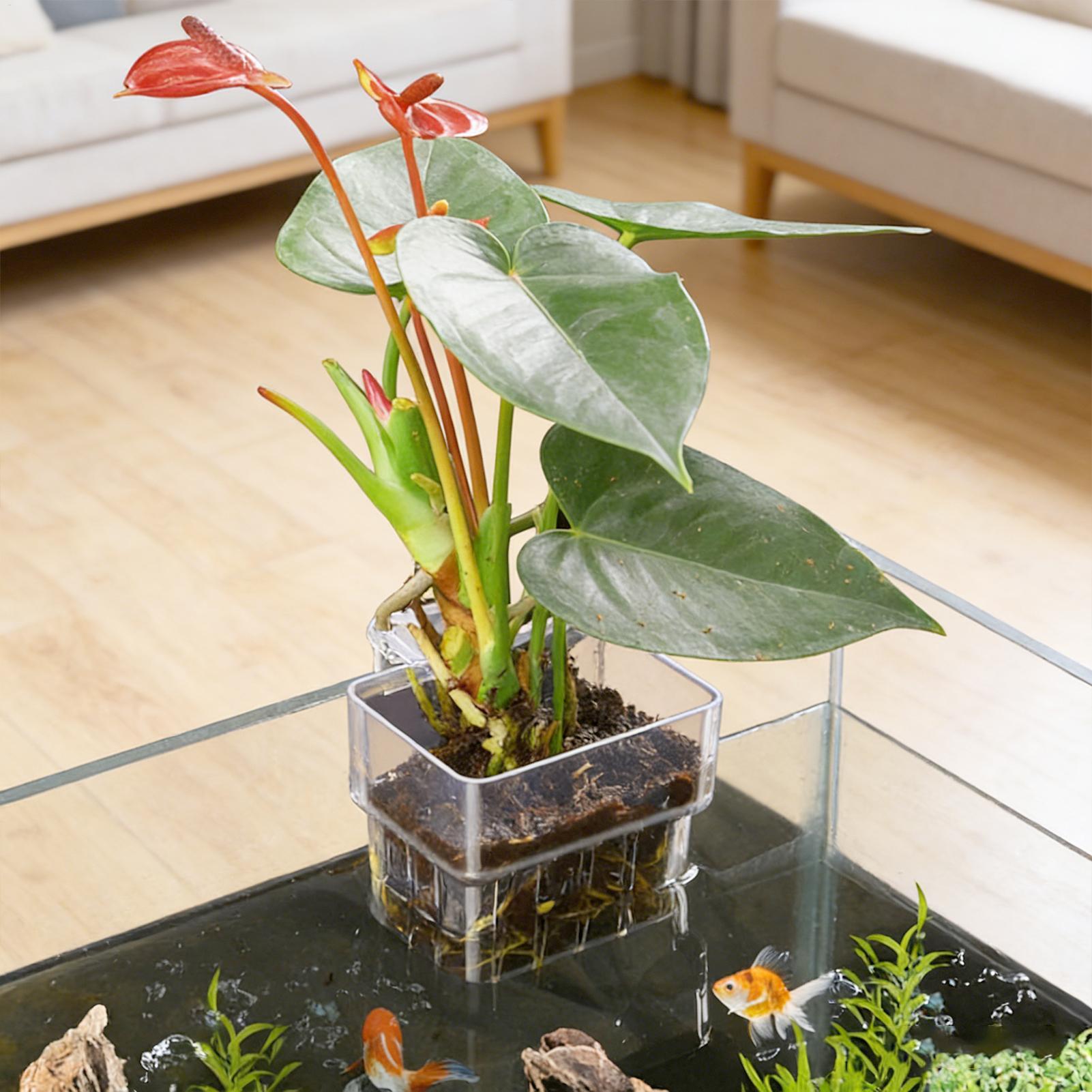 Przezroczysty wiszący pojemnik – Planted Aquarium Kit recenzja i cena