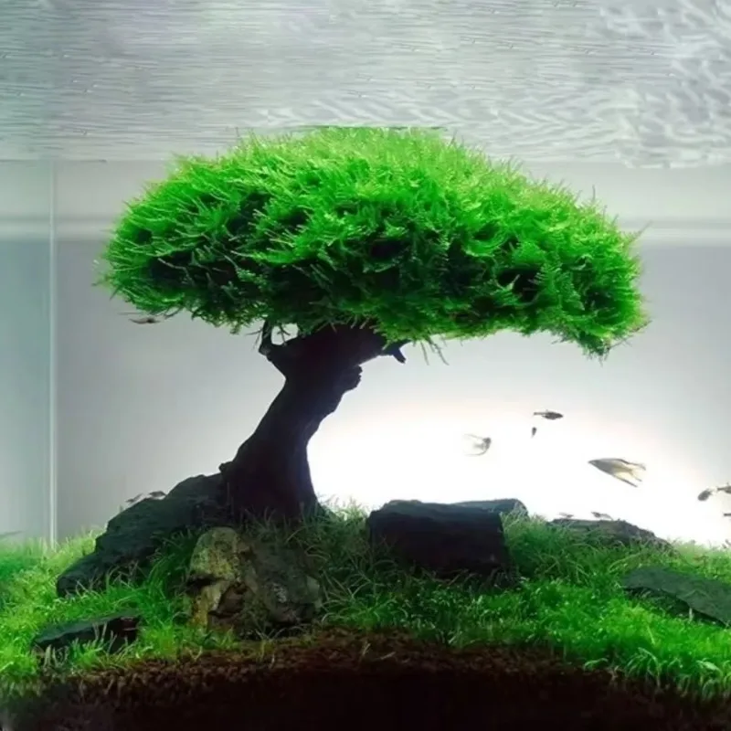 Dekoracja akwarium Roślina Mec – Planted Aquarium Without Fish recenzja i cena