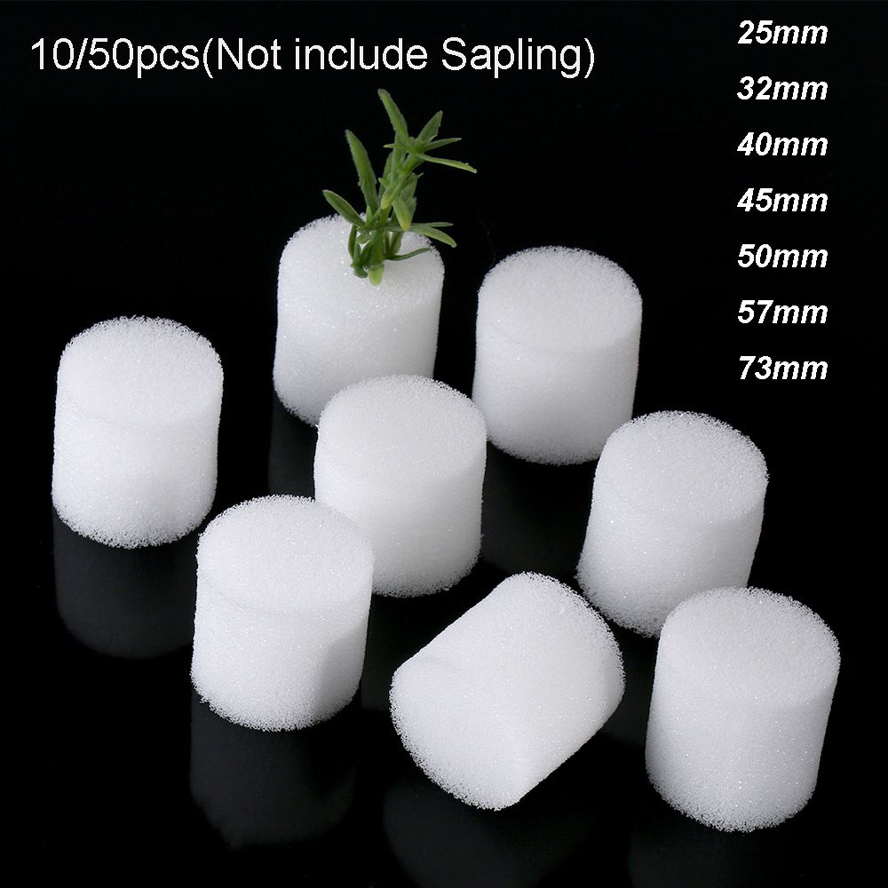 10/50 sztuk trwałe narzędzia o – Aquarium Plant Seeds recenzja i cena