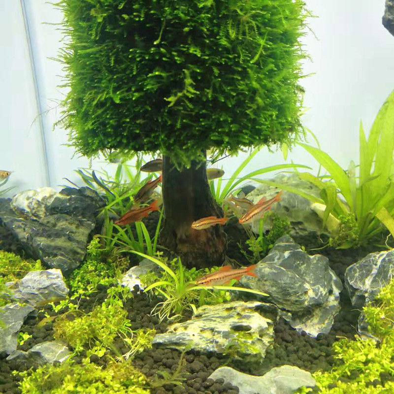 Dekoracja akwarium rośliny wod – Aquarium Plant Seeds recenzja i cena