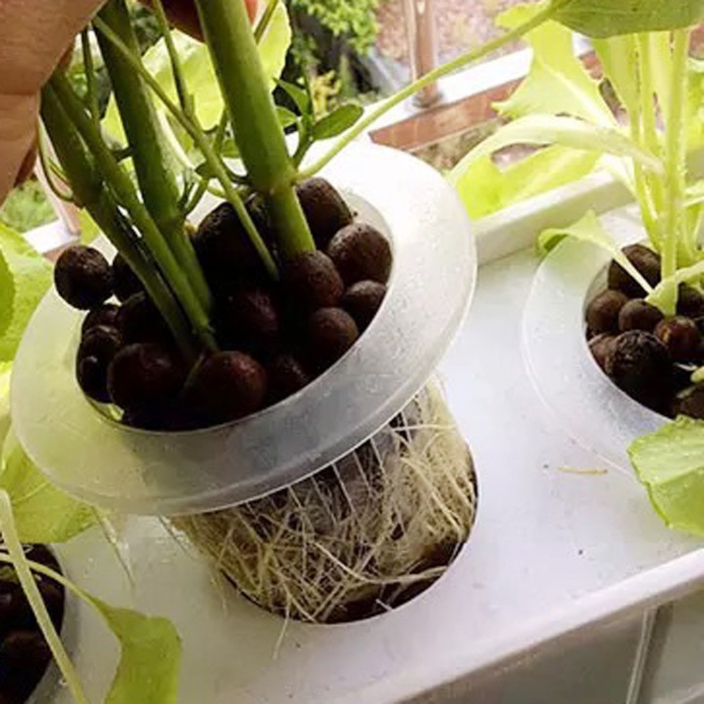 10/50 szt. Wytrzymałe tace do  – Aquarium Plant Seeds recenzja i cena