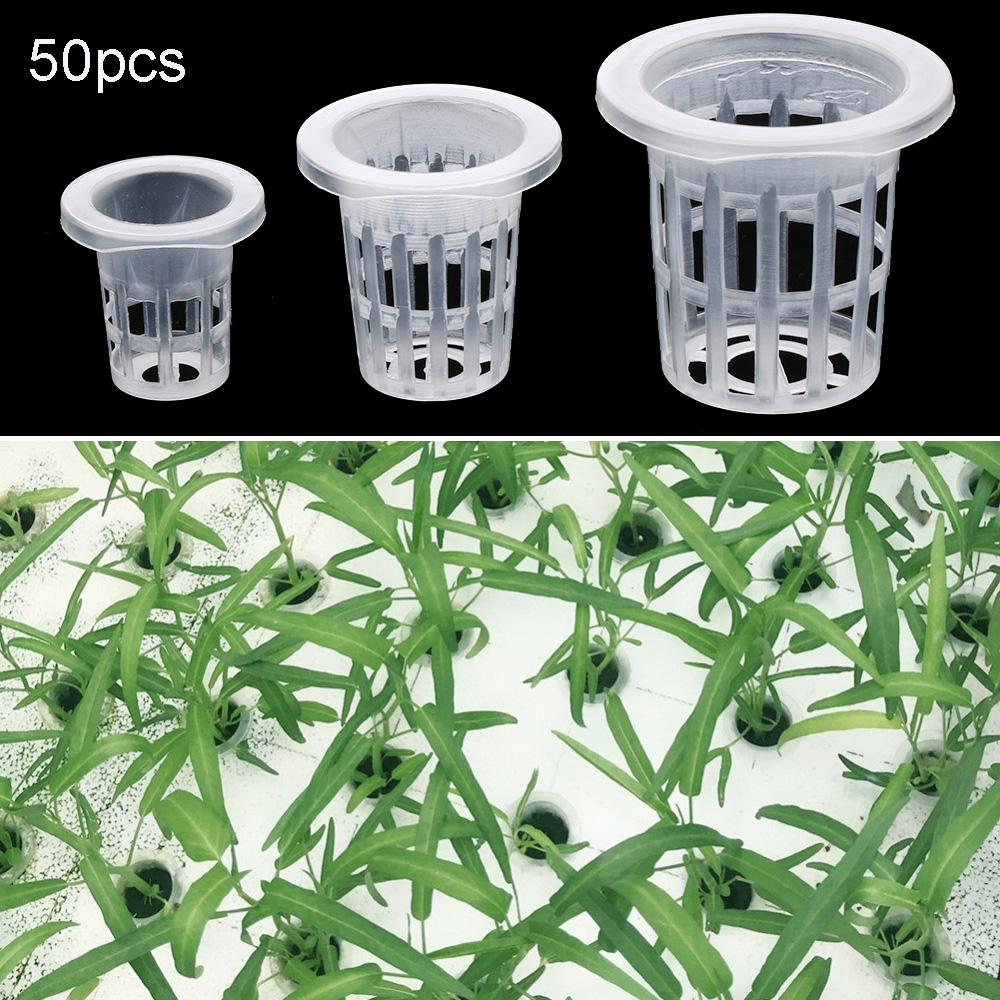 10/50 szt. Akcesoria ogrodowe  – Aquarium Plant Seeds recenzja i cena